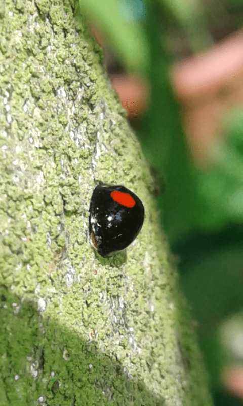 Coccinellidae : Chilocorus renipustulatus? S.